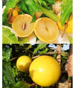 Cây giống vú sữa hoàng kim
