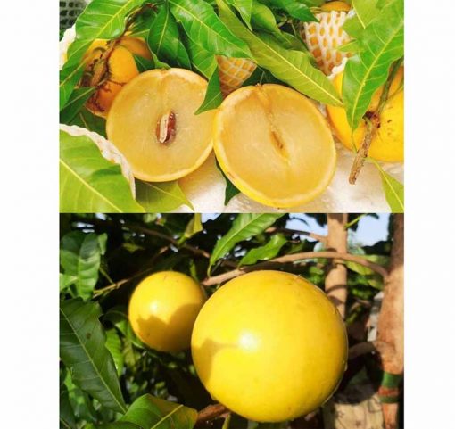 Cây giống vú sữa hoàng kim