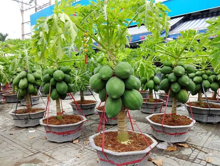 Chậu trồng cây ăn trái