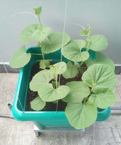Combo chậu trồng cây leo giàn