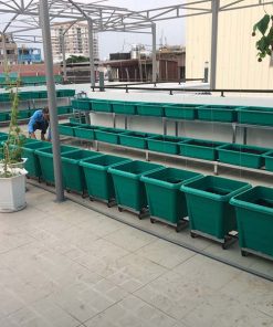 Combo chậu trồng cây leo giàn