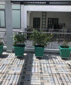 Combo chậu trồng cây leo giàn