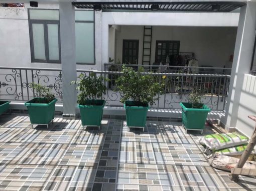 Combo chậu trồng cây leo giàn