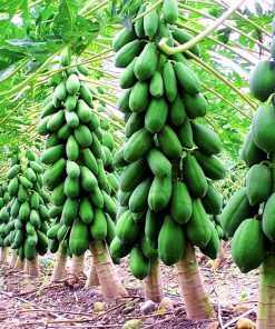 Cây giống đu đủ lùn Thái