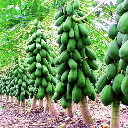 Cây giống đu đủ lùn Thái