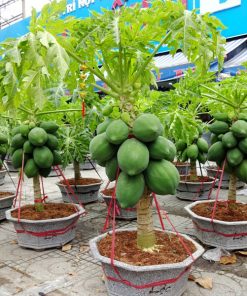 Cây giống đu đủ lùn Thái