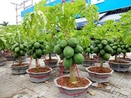Cây giống đu đủ lùn Thái