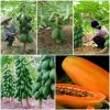 Cây giống đu đủ lùn Thái