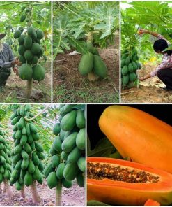 Cây giống đu đủ lùn Thái