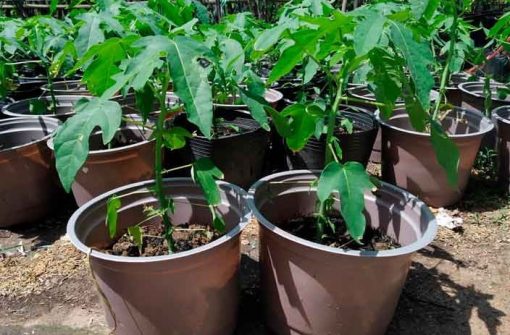 Cây giống đu đủ lùn Thái