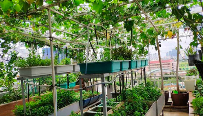 Kĩ thuật trồng cây ăn trái trong chậu
