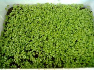 Trồng rau mầm trong thùng xốp