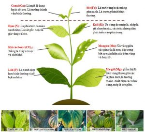 Cây trồng thiếu dinh dưỡng