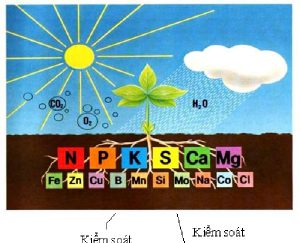 Khả năng hấp thu dinh dưỡng của cây