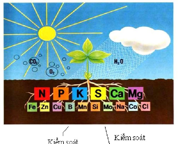Khả năng hấp thu dinh dưỡng của cây