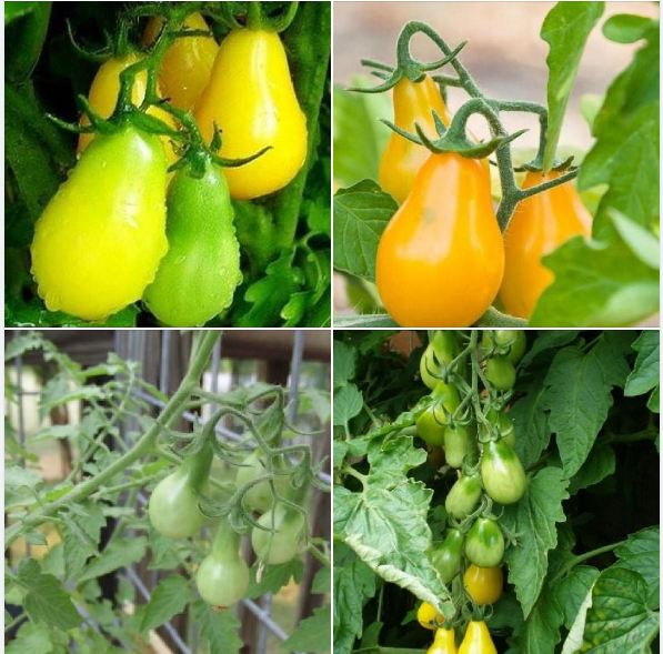 Bón phân theo chu kì cho rau quả