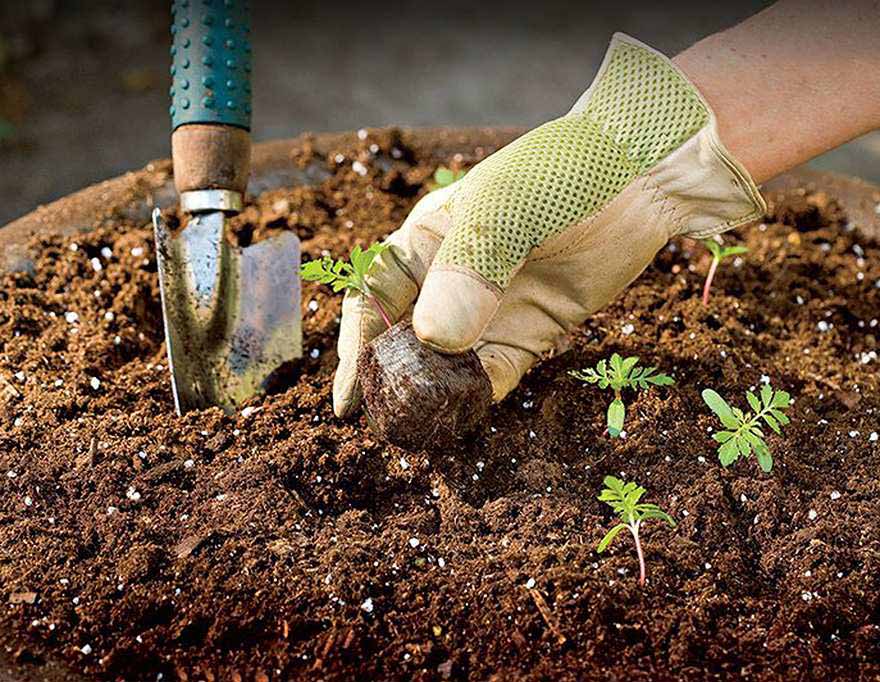 Làm sạch đất trồng rau