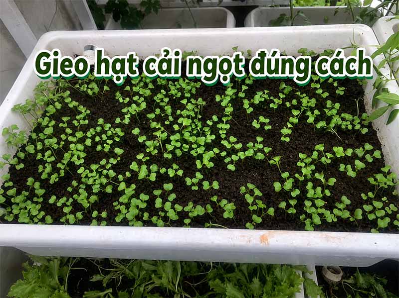 Cách gieo rau cải ngọt