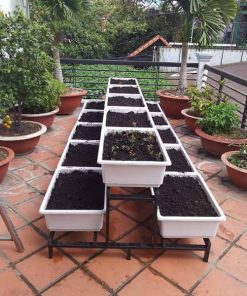 Chậu nhựa trồng rau sạch