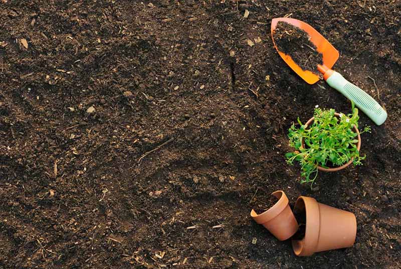 Chuẩn bị đất trồng rau