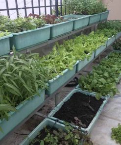 Đất vi sinh trồng rau sạch