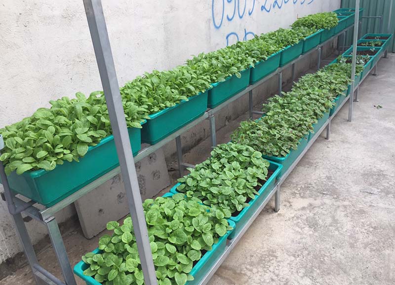 Mô hình vườn rau nhà 5 người