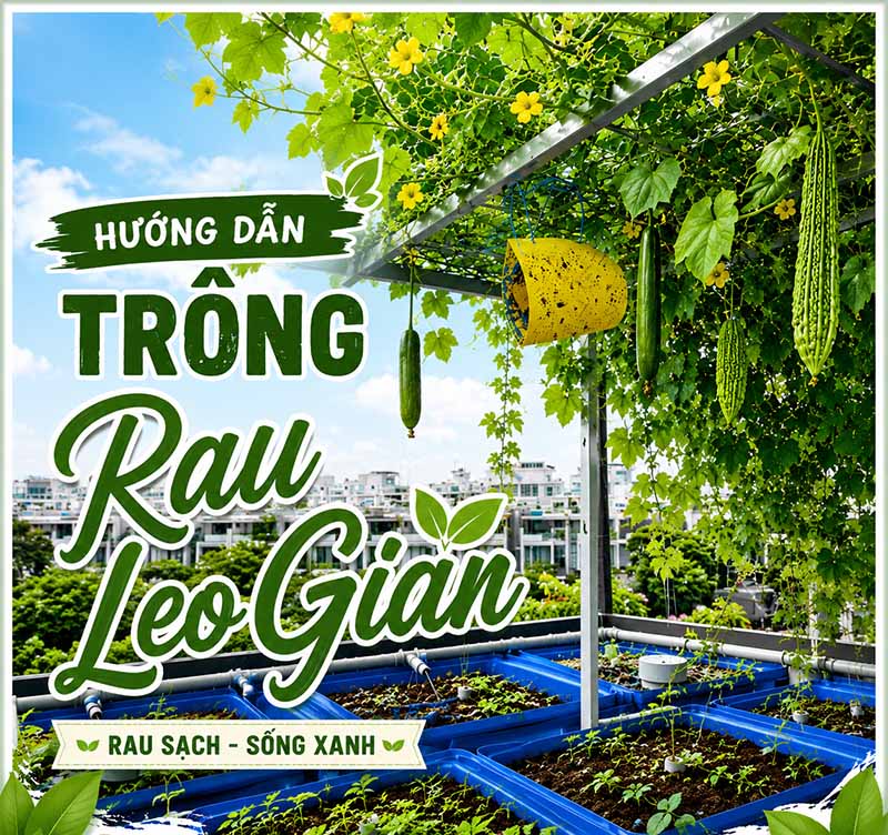 Cách trồng rau leo giàn mới nhất