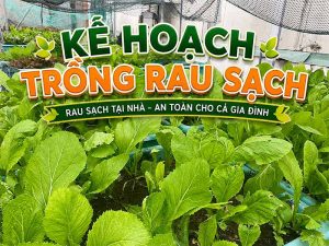 Kế hoạch trồng rau sạch cho 5 người ăn