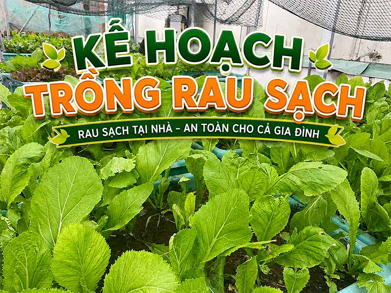 Kế hoạch trồng rau sạch cho 5 người ăn