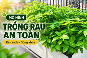 Mô hình trồng rau an toàn cho nhà phố