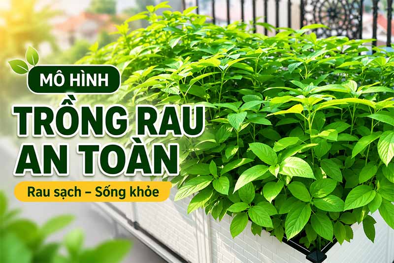 Mô hình trồng rau an toàn cho nhà phố