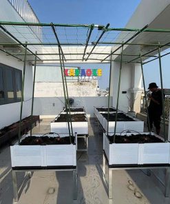 Chậu ghép trồng cây thông minh