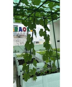 Chậu ghép trồng cây thông minh