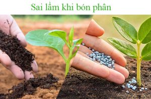 Sai lầm khi bón phân