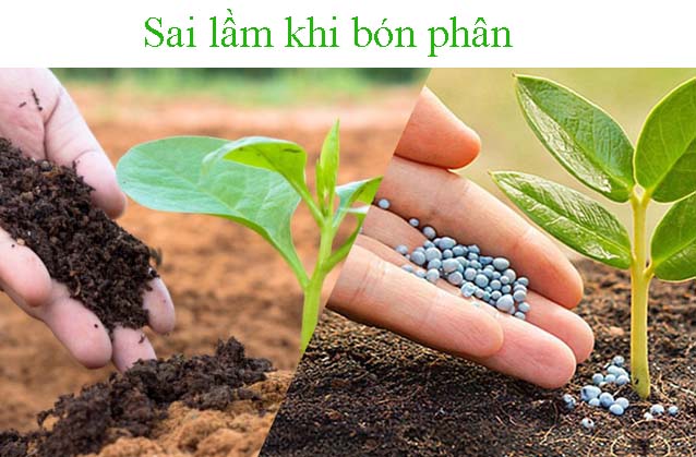 Sai lầm khi bón phân