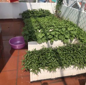 Trồng rau trên sân thượng