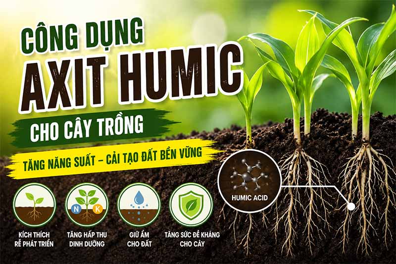 Axit humic với cây trồng