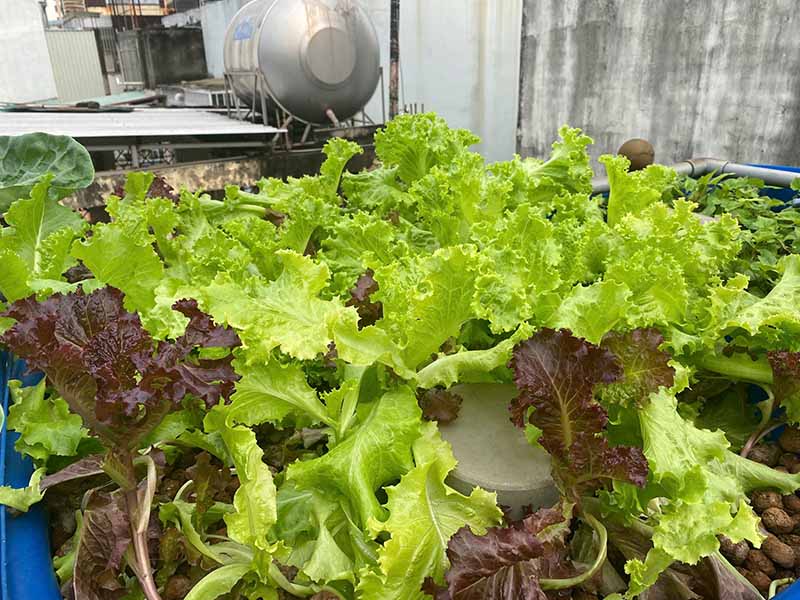 Cách trồng cây xà lách tại nhà