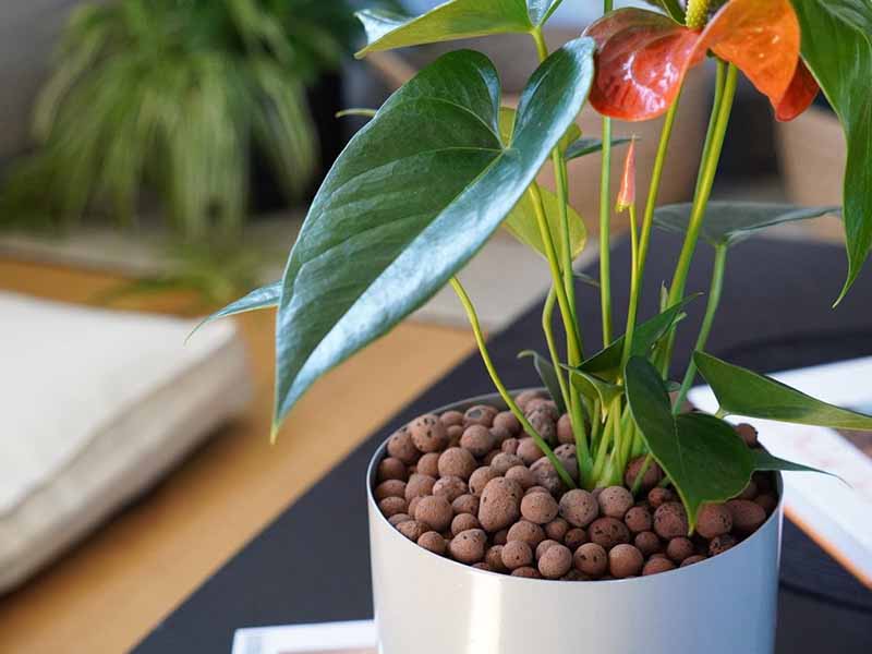 dat-set-nung-soi-nhe (1) Đất sét nung - sỏi nhẹ trồng cây