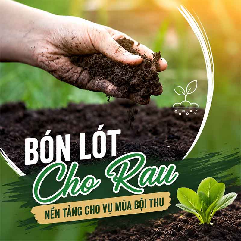 Kĩ thuật bón lót cho rau
