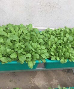 Combo trồng rau ăn lá cho người mới