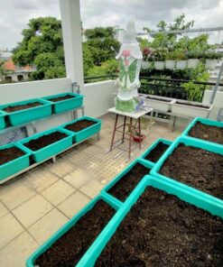Combo trồng rau ăn lá cho người mới