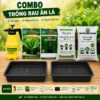 Combo trồng rau ăn lá cho người mới